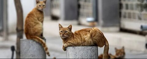 Thousands Of Cats Die From Covid Strain In Cyprus | ChannelChatter248