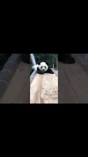 Esse Urso e o Urso mais fofinho da internet! #shorts