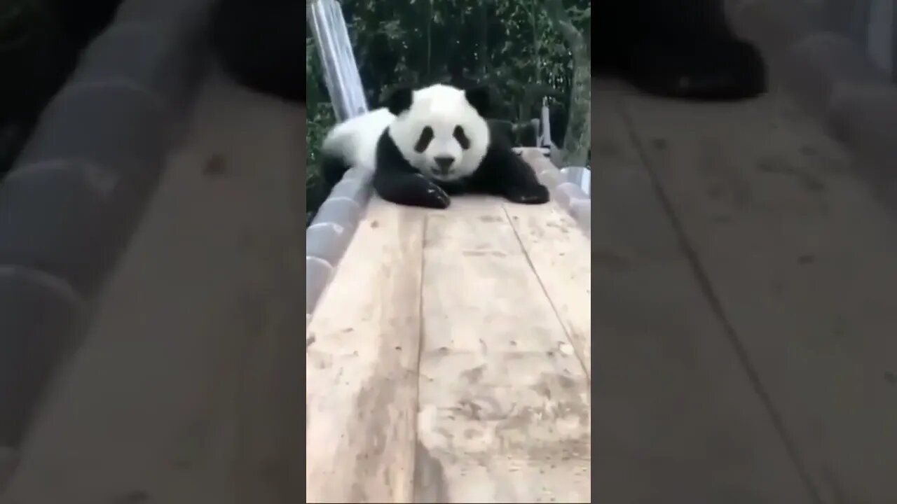 Esse Urso e o Urso mais fofinho da internet! #shorts