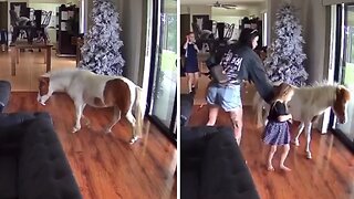 Farm Horse Nonchalantly Walks Inside The House