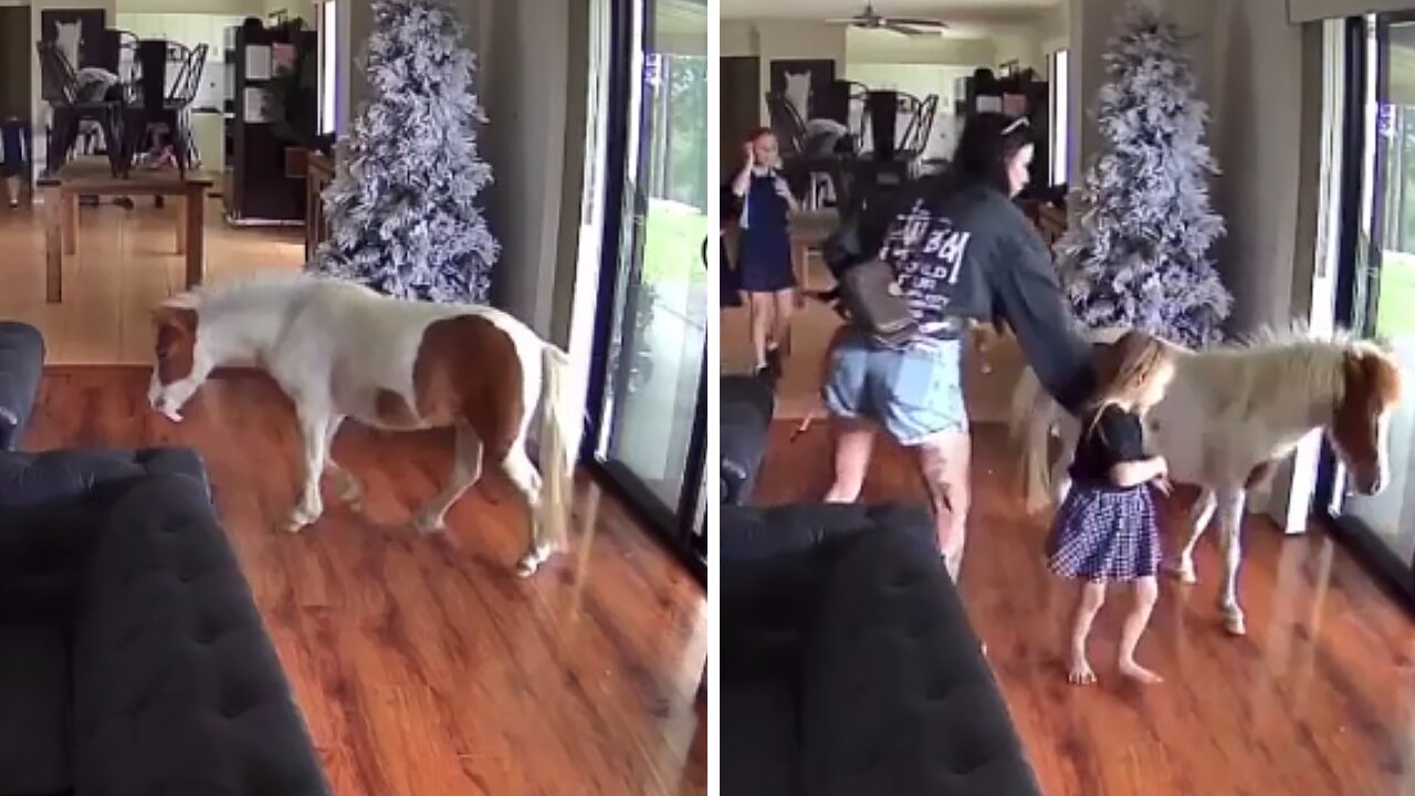 Farm Horse Nonchalantly Walks Inside The House