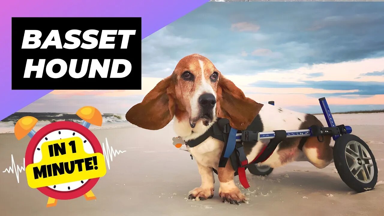 Basset Hound - In 1 Minute! 🚨 The Truth Behind Their Health! | 1 Minute Animals