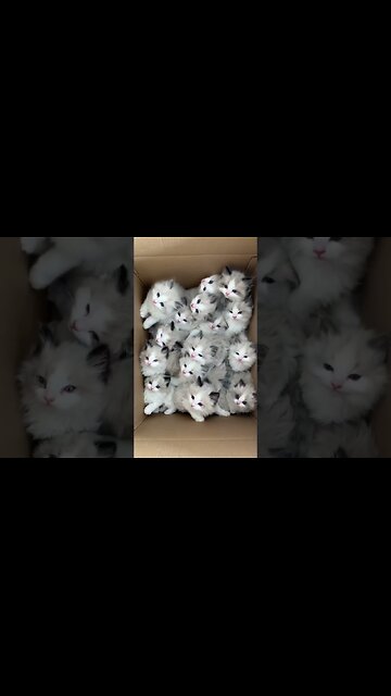 funny animals video 😺😸😹😻Cat having fun!