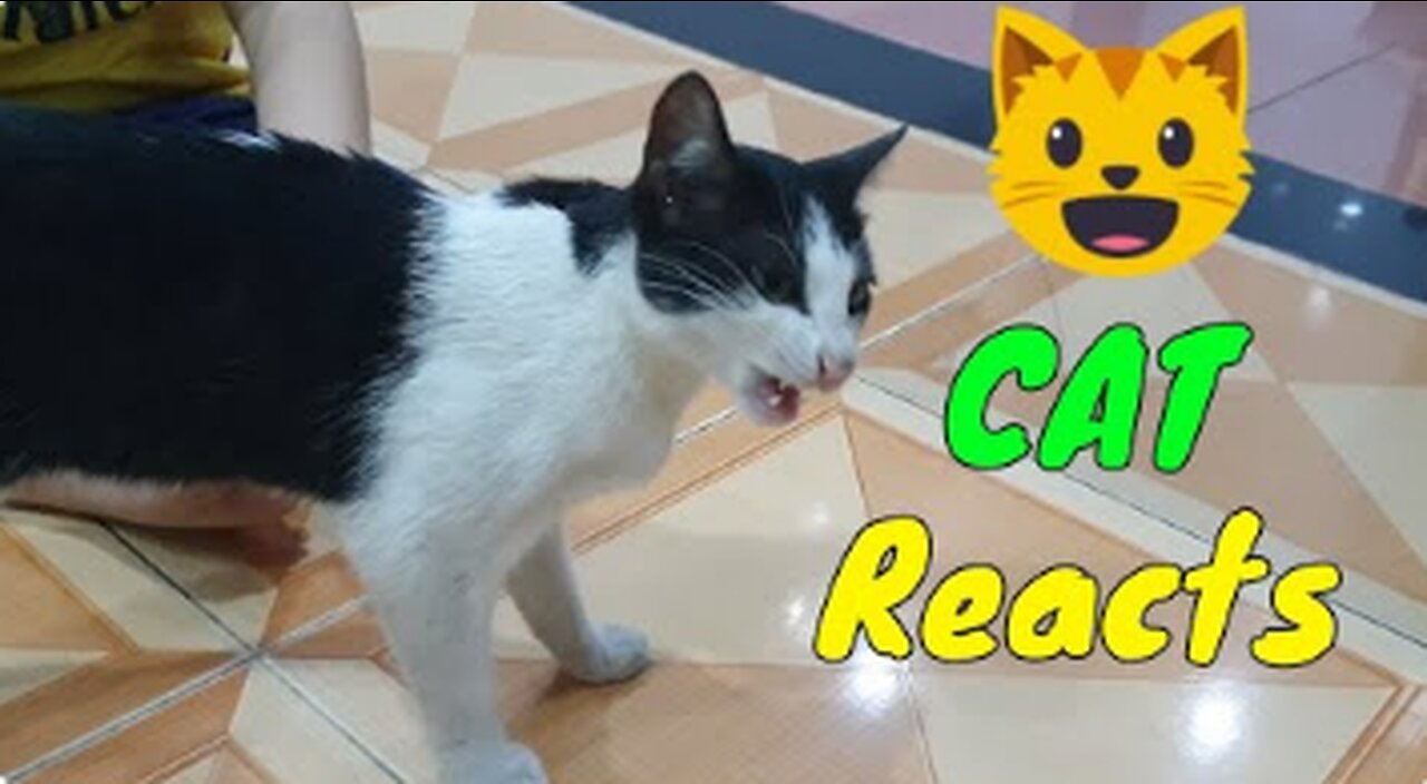 Sharing My Cute Pets Cat and Puppy Dog Funny Moment | Viral Cat