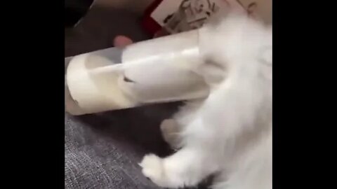 Buna dimineata!☕️🍁 #shorts #cat #tiktok