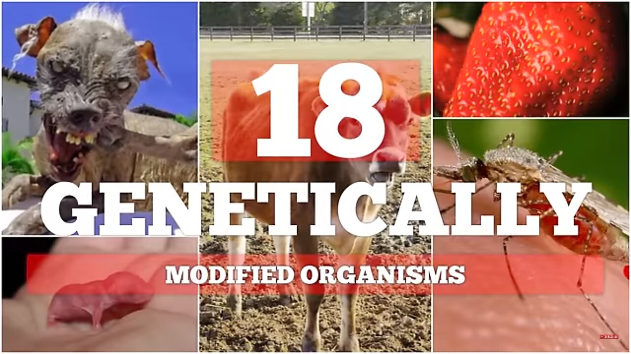 18 Genetically Modified Organisms you Didn't Know About