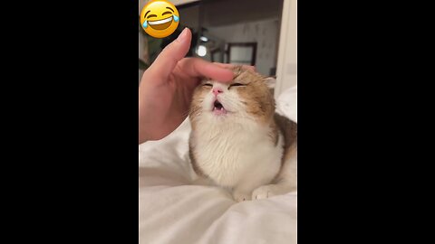 Best Funny 😂 Videos Of The 2023 Funniest Cats And Dogs Videos