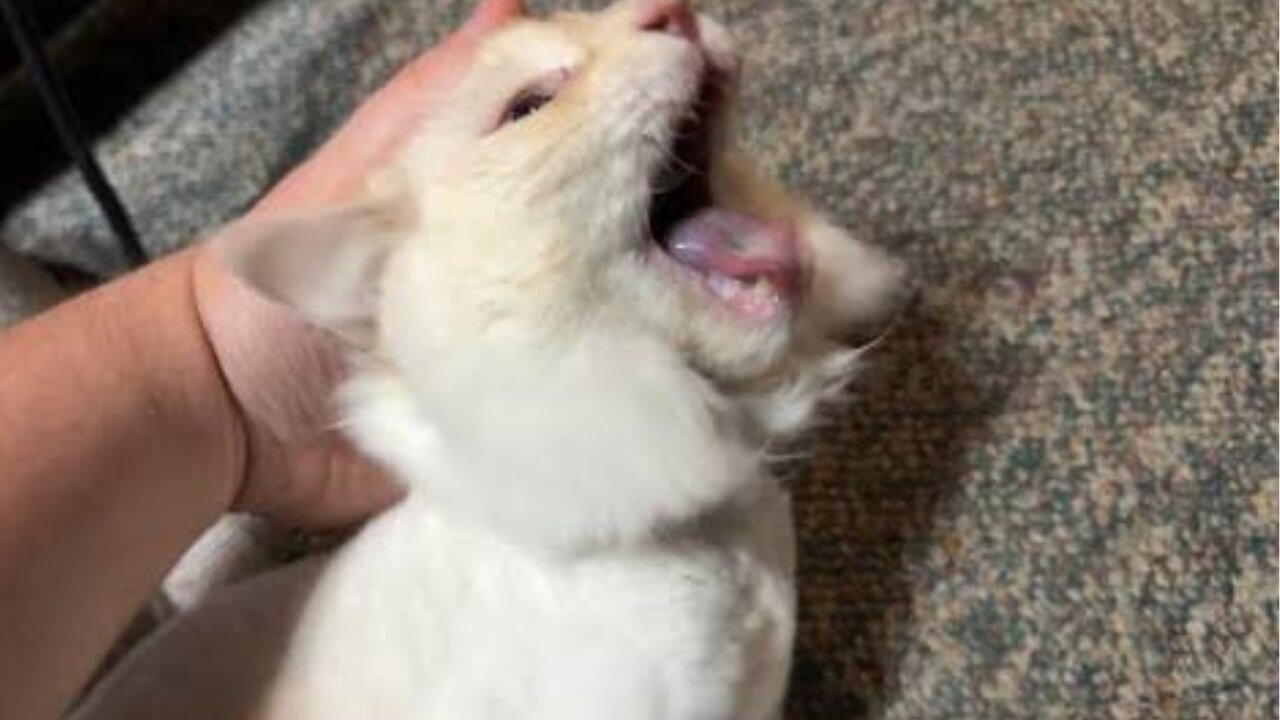 Dad Comforting His Cat During a Seizure.