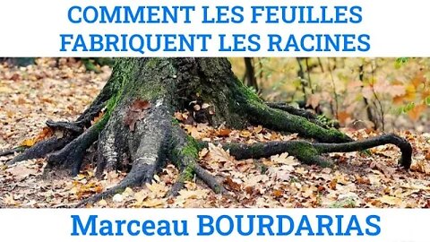 Comment les feuilles fabriquent les racines, par Marceau Bourdarias