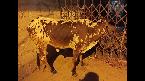 Cow For Qurbani