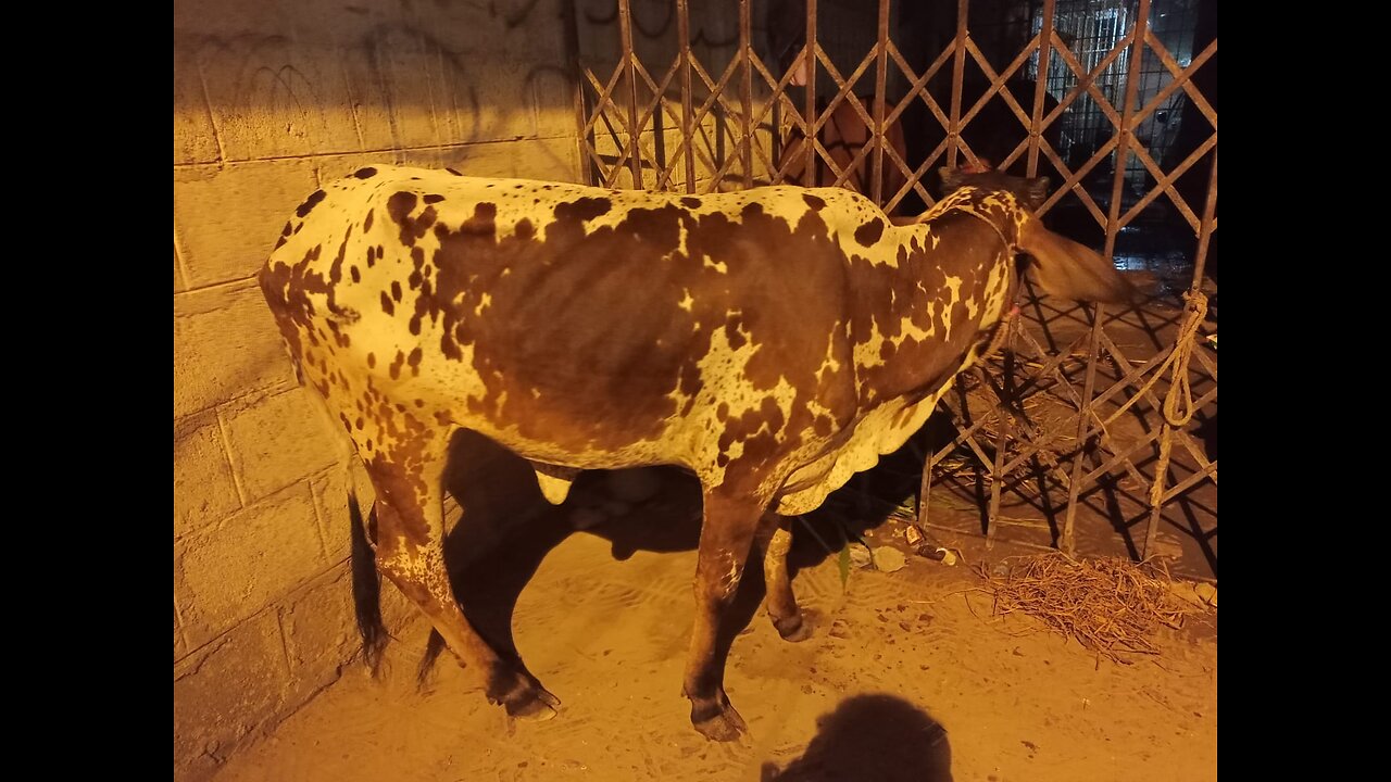 Cow For Qurbani