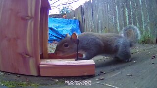 Ride Along with Q #299 - Squirrel Feeder 04 - Mostly Bird 11/22/21 - Videos by Q Madp