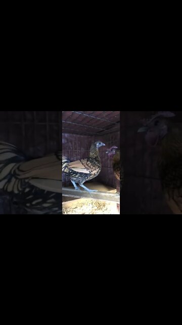 Putting a nesting box in sebright cage after winter solstice has passed