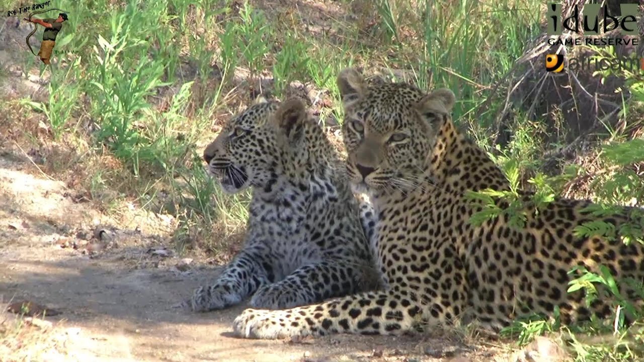 Leopard And Cub - Life Outside The Bushcamp - 32: Enjoying The Morning Sun