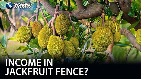 Jackfruit fence in Davao City earns significant income