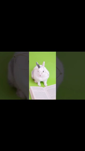 Vídeos engraçado de cães e gatos, susto engraçado #shorts