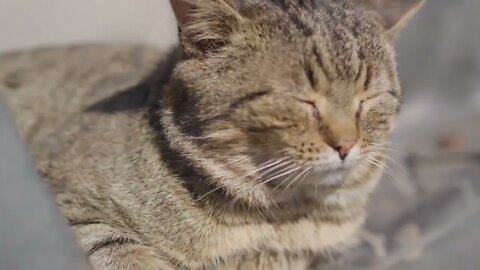 Os melhores gatos da internet!!
