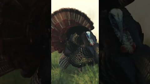 Want to see how it ends?? Check out this weeks Full Strut Episode! Backyard Bird Hunt!