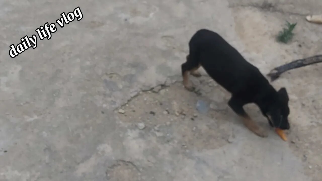 Cun running all over the paint around the house | Daily life vlog