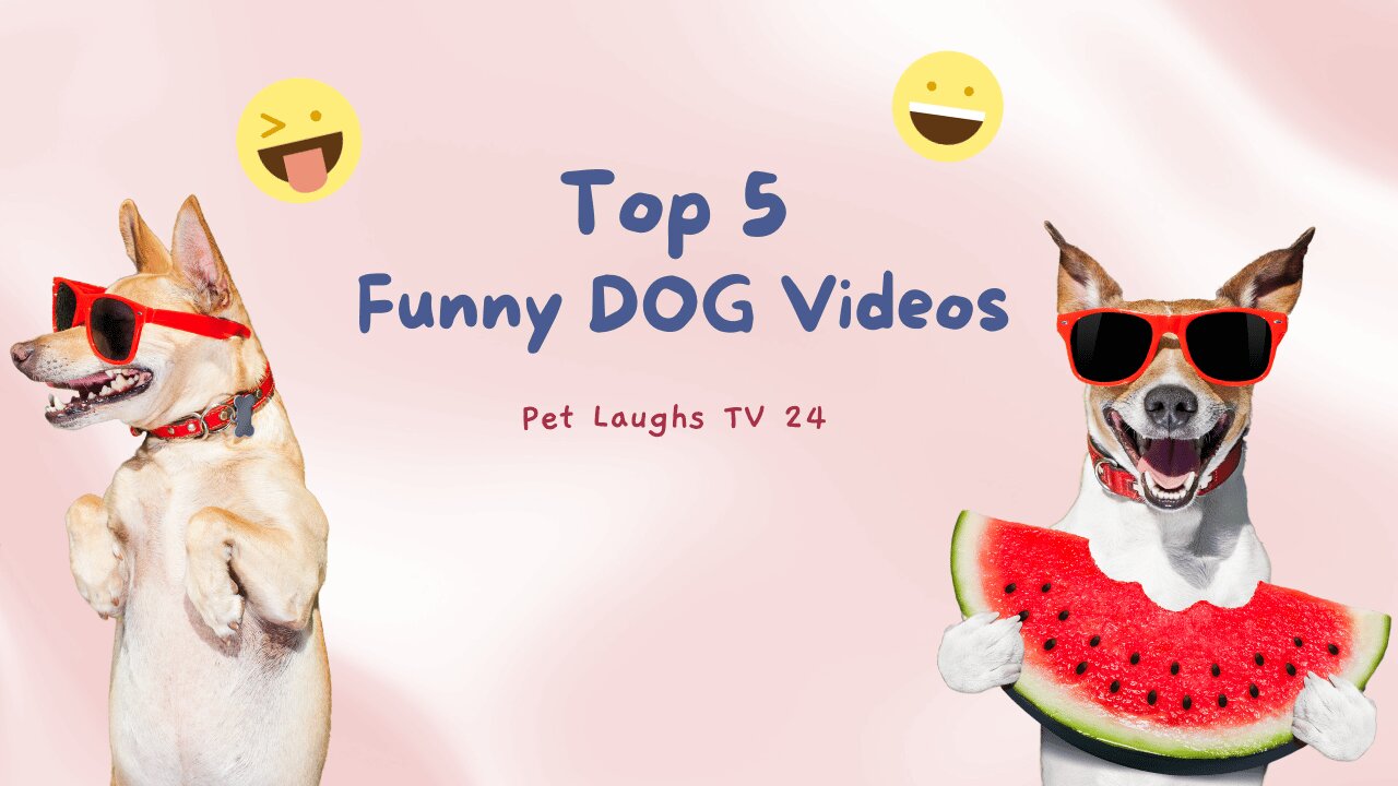 Top 5 Hilarious Dog Moments: Canine Comedy Compilation!