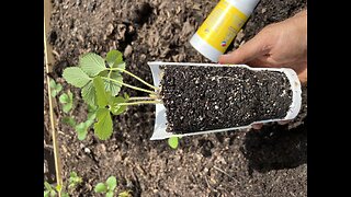 When to water your plants.