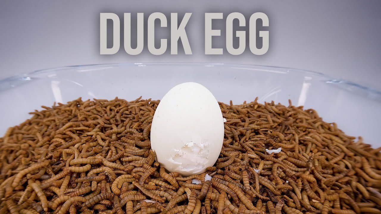 10 000 Mealworms vs. DUCK EGG