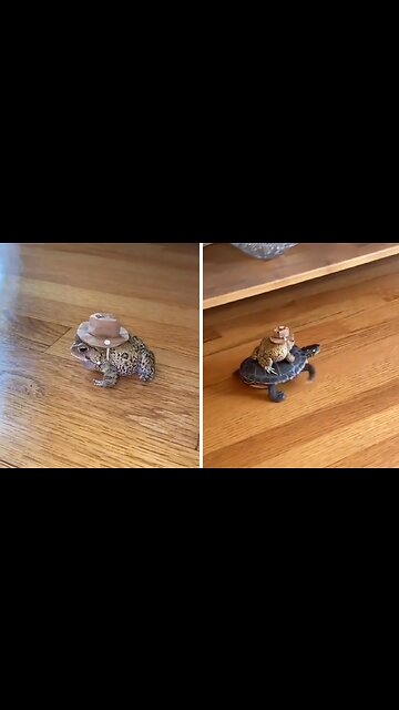 Frog wearing a cowboy hat rides on turtle's shell
