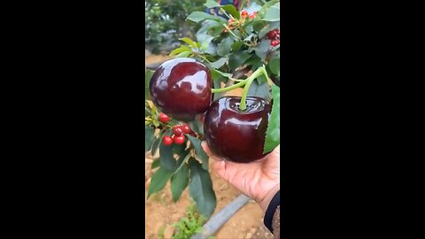 Giant GMO Cherries From China! 🍒☠️😵