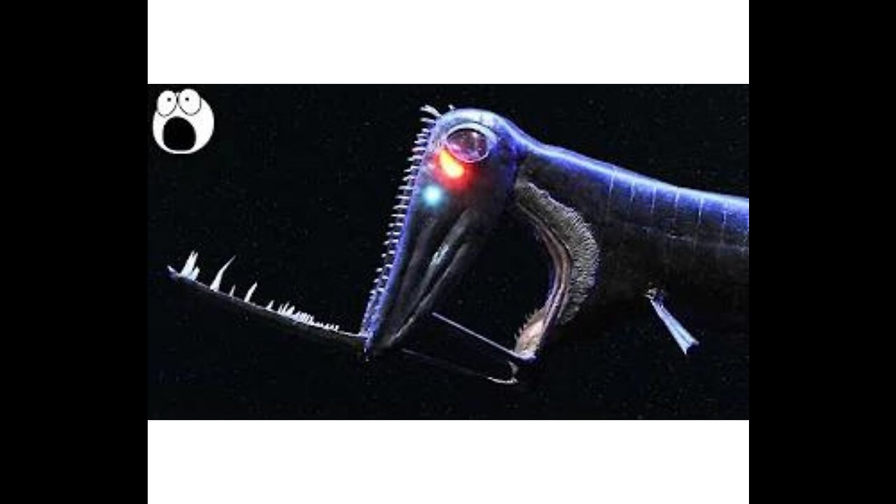 5 STRANGE Deep Sea Creatures - Part 1_