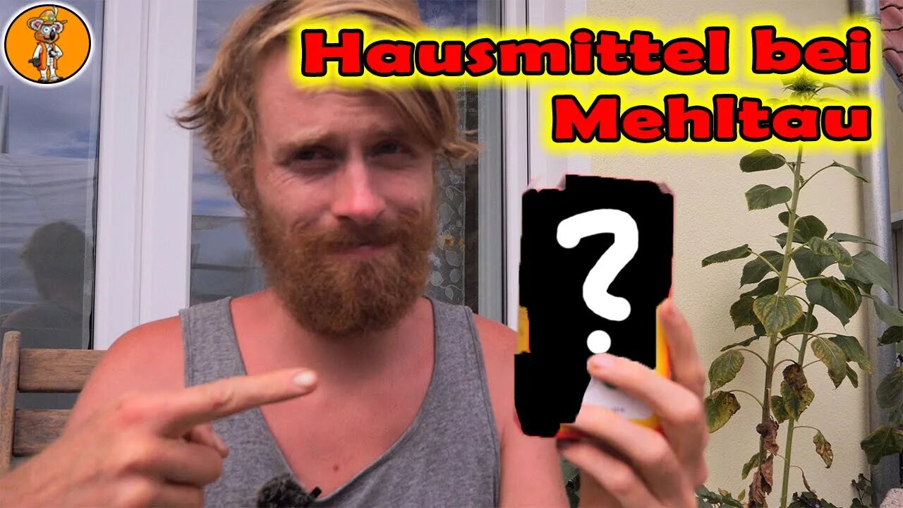 Das hiflt bei Mehltau | Mehltau effektiv vorbeugen