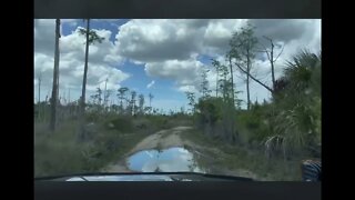 4/17/2022 PICAYUNE FOREST SW FLORIDA TRAILS CONTINUED….