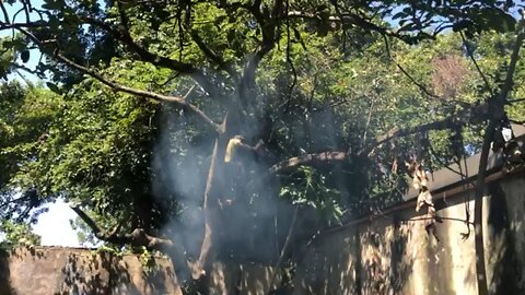 Triming trees at the Old House