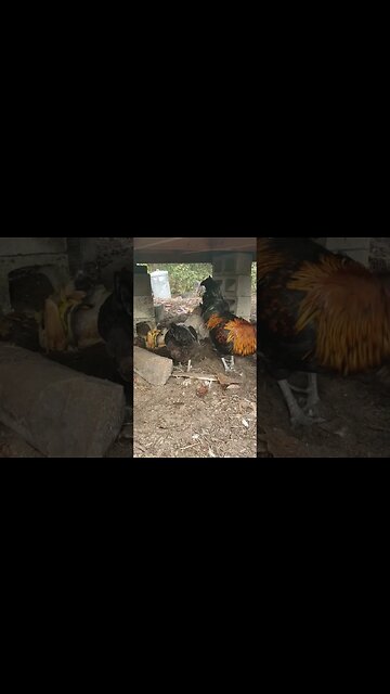 Standing Guard While Hens Dust Bath #chickens #chickenlife #chickenshorts