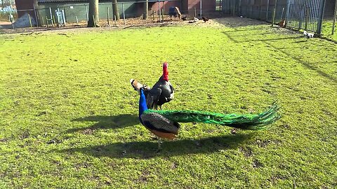 Turkey vs Peacock - who will win?