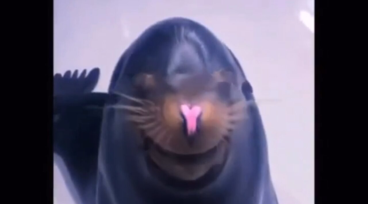 Look at how proud this seal is of his art🥺