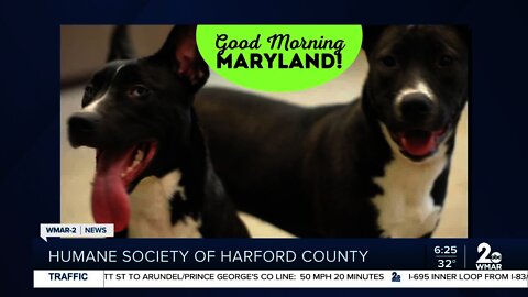 Kobe, Sheba, Lucky, Lucy and Loki are up for adoption at the Humane Society of Harford County