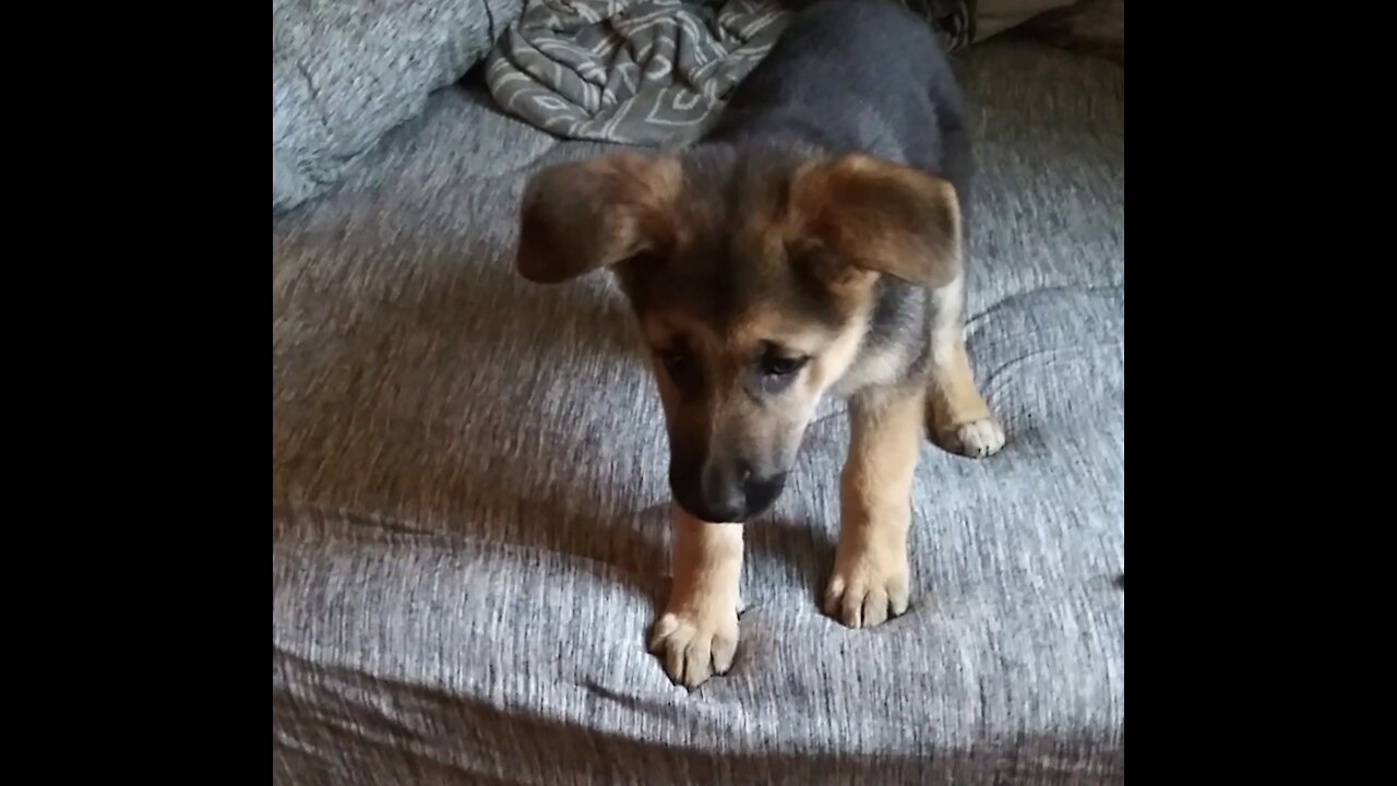 Little German Shepard's encounter with a mouse trap.