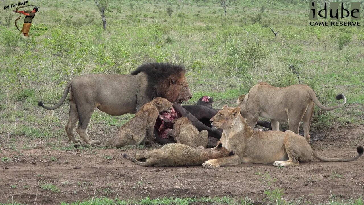 Daughters Of The Mapogo Lions - Rebuilding The Othawa Pride - 110: Double Buffalo Meal