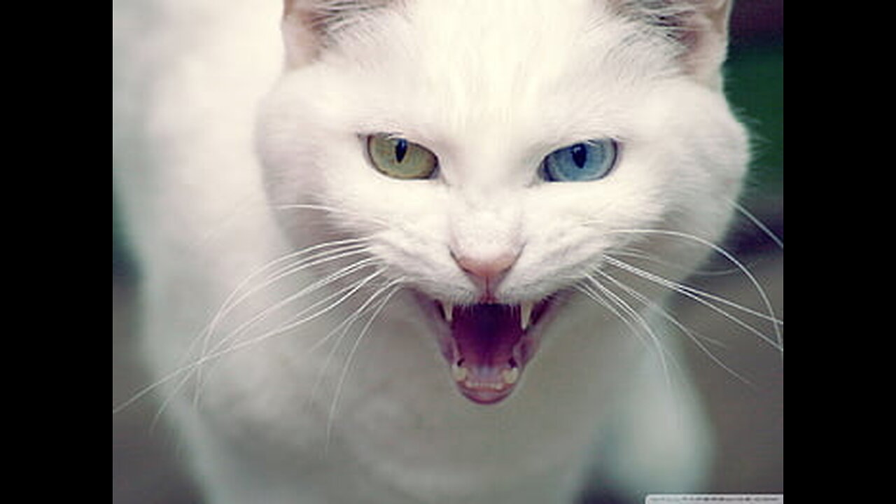 Very Angry cat 😡😬
