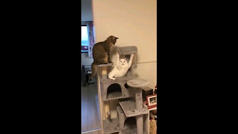 funny videos