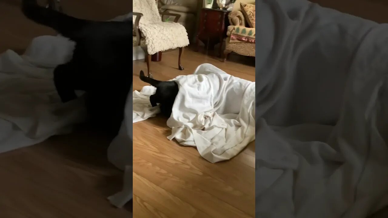 Sweet Black Cat loves her tunnel ghost 😹