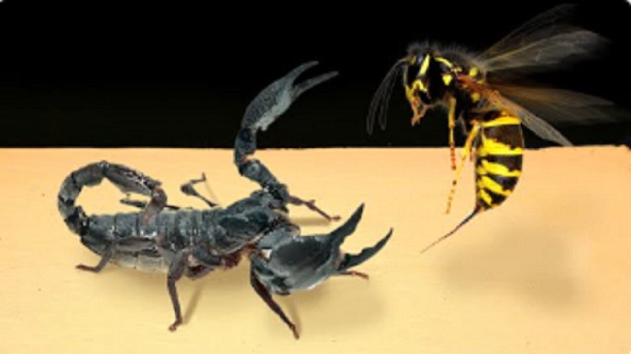 WHAT IF SCORPIO SEES A HORNET - HORNET vs SCORPIO #Unbelievable