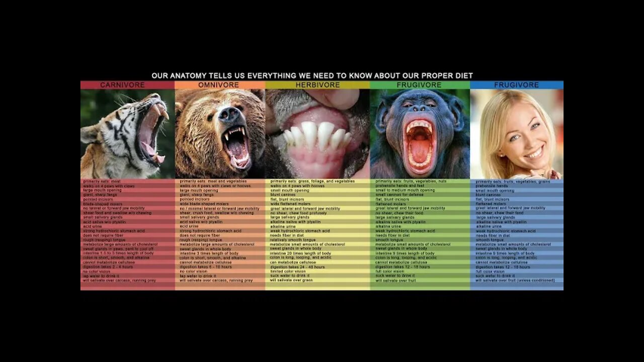 The Dog Diet