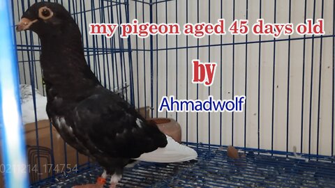 my pigeon bird aged 45 days old