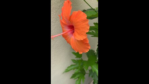 Hibiscus Peach