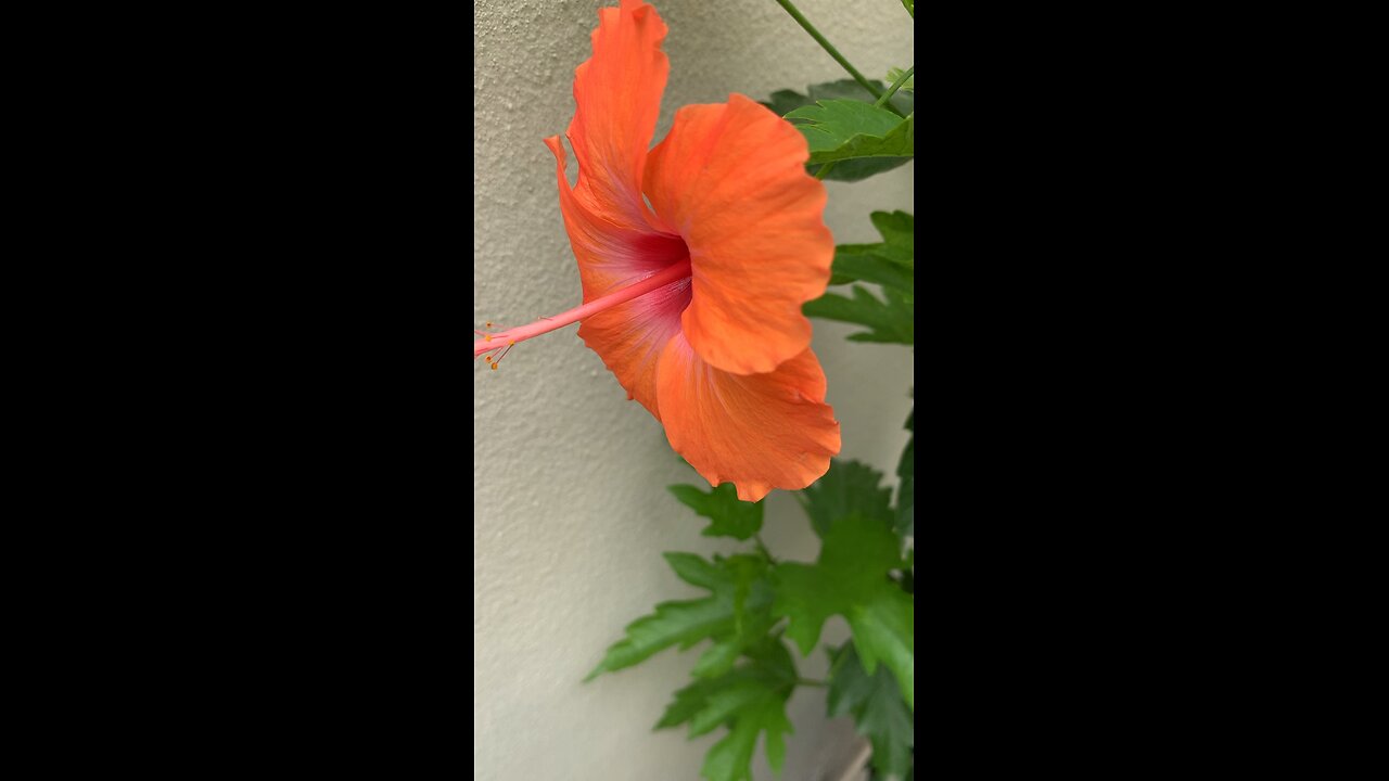 Hibiscus Peach