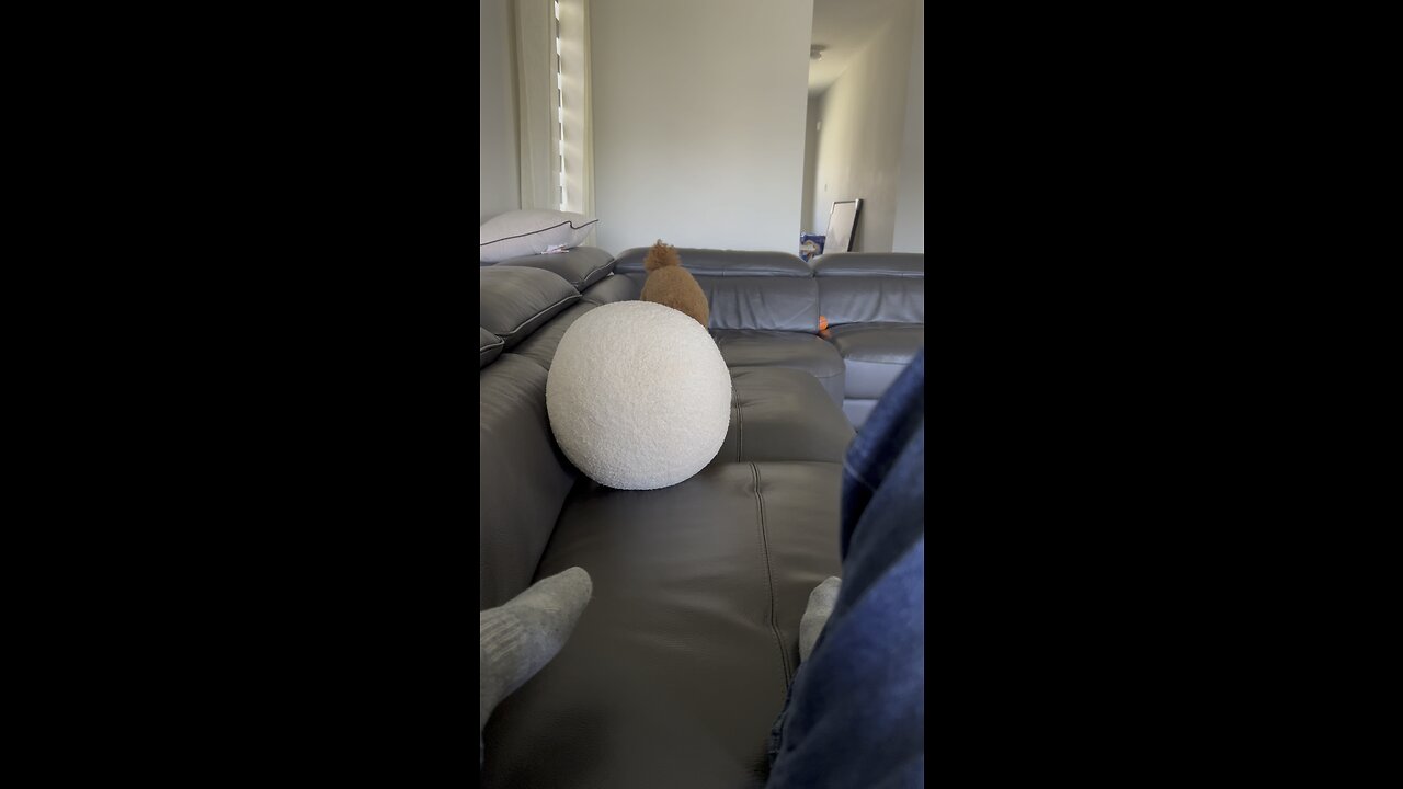 Dog Play Time(ZUKI)
