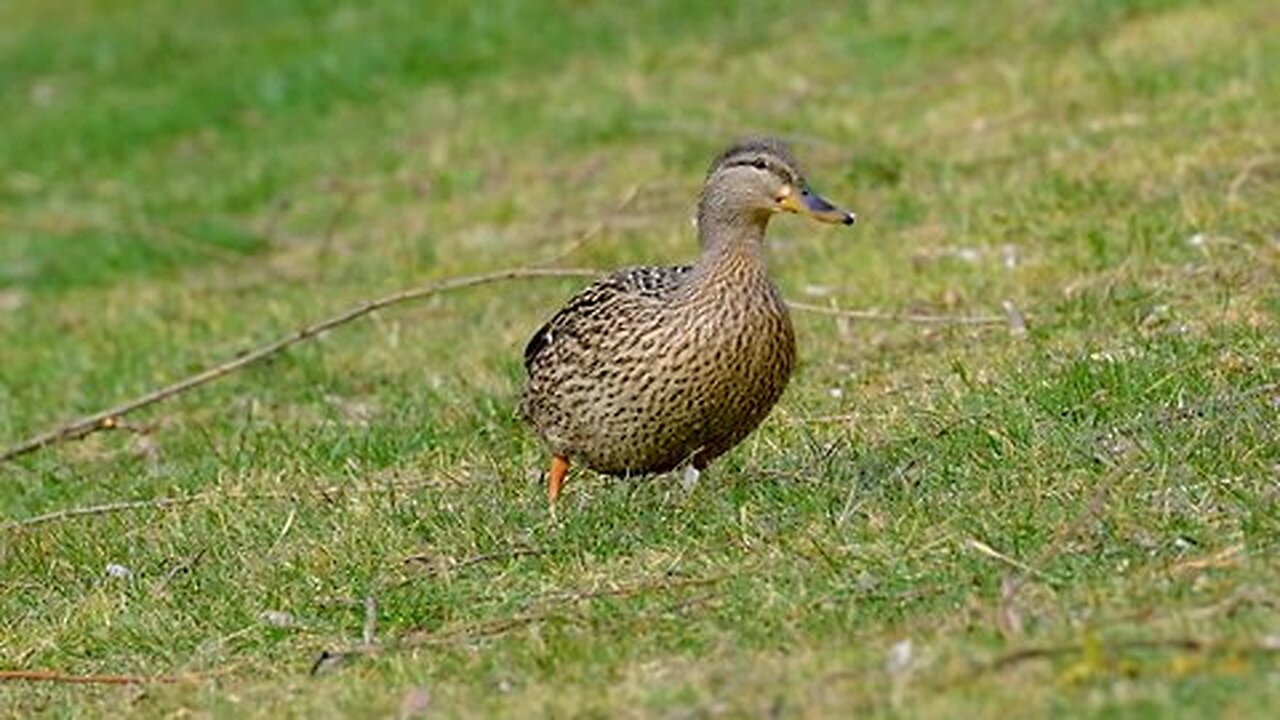 Duck Female Grass Foraging Plumage Bird