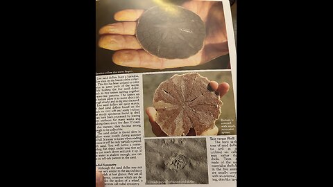 How to identify a Dead versus Live Sand Dollar