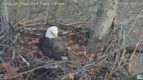 Hays Eagles Dad on squirrel alert 2020 11 23 805am